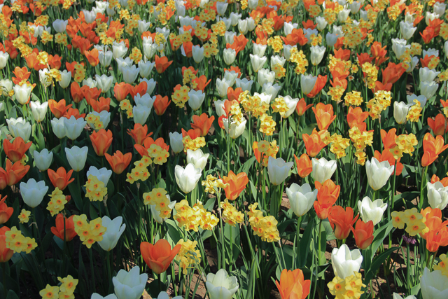 на фото белые и оранжевые тюльпаны и нарциссы в парке виллы Таранто на озере Маджоре в Италии